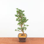 Bonsai Azalea 'De Satsuki' Hanabin