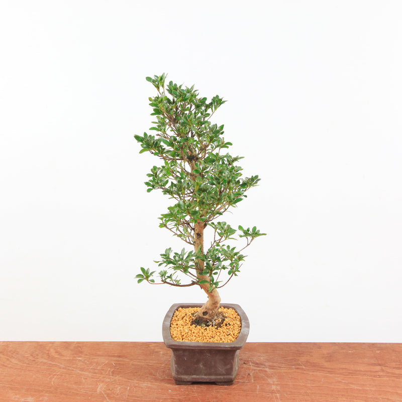 Bonsai Azalea 'De Satsuki' Hanabin