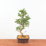 Bonsai Azalea 'De Satsuki' Hanabin