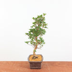 Bonsai Azalea 'De Satsuki' Hanabin