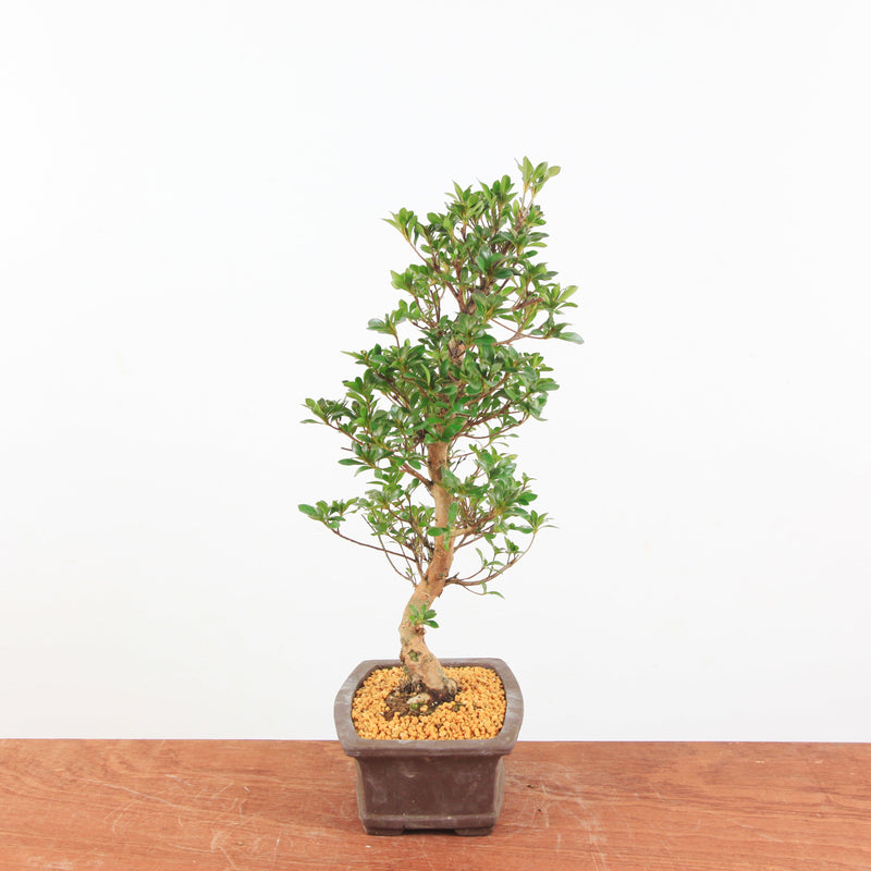 Bonsai Azalea 'De Satsuki' Hanabin