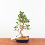 Bonsai Azalea 'De Satsuki' Hanabin