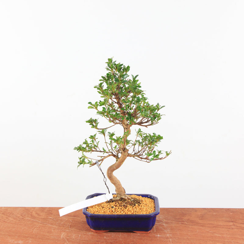 Bonsai Azalea 'De Satsuki' Hanabin