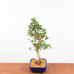 Bonsai Azalea 'De Satsuki' Hanabin
