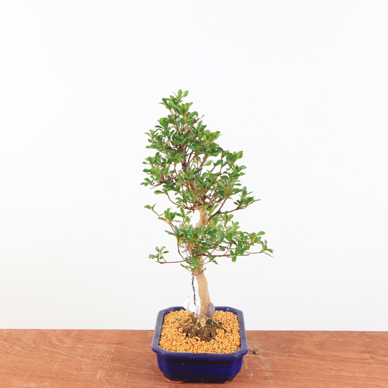 Bonsai Azalea 'De Satsuki' Hanabin