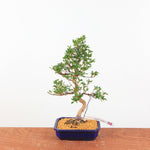 Bonsai Azalea 'De Satsuki' Hanabin
