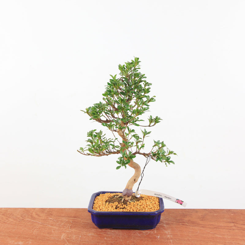 Bonsai Azalea 'De Satsuki' Hanabin