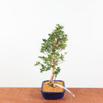 Bonsai Azalea 'De Satsuki' Hanabin