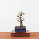 Bonsai Kurk iep 'Ulmus Parvifolia'