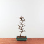 Bonsai Ulmus Parvifolia 'Japanse iep'