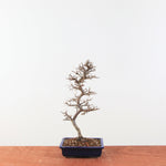 Bonsai Ulmus Parvifolia 'Japanse iep"