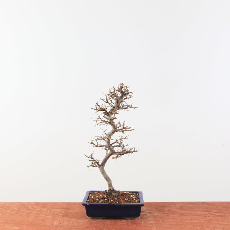 Bonsai Ulmus Parvifolia 'Japanse iep"