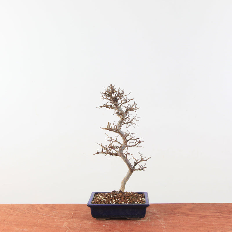 Bonsai Ulmus Parvifolia 'Japan"