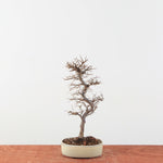 Bonsai Ulmus Parvifolia 'Japanse iep'