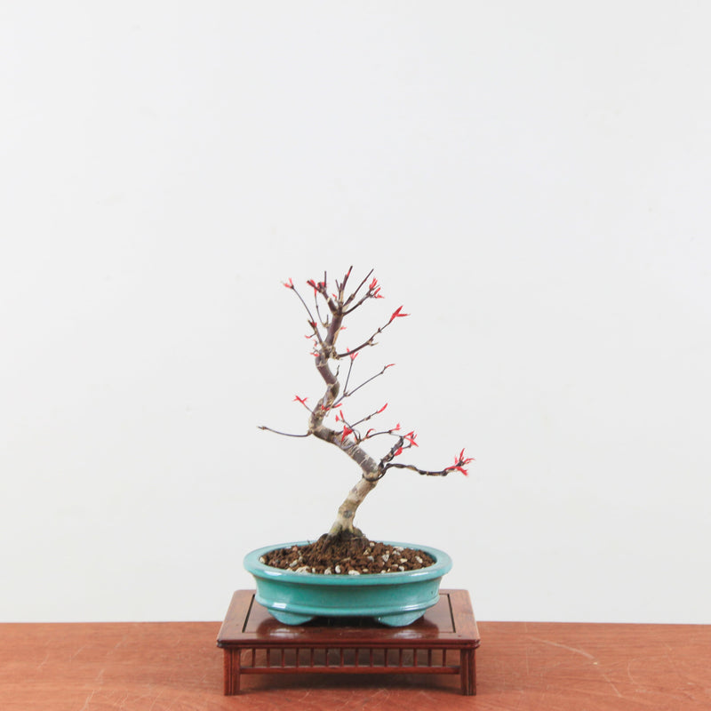 Bonsai Acer Palmatum 'Deshojo'
