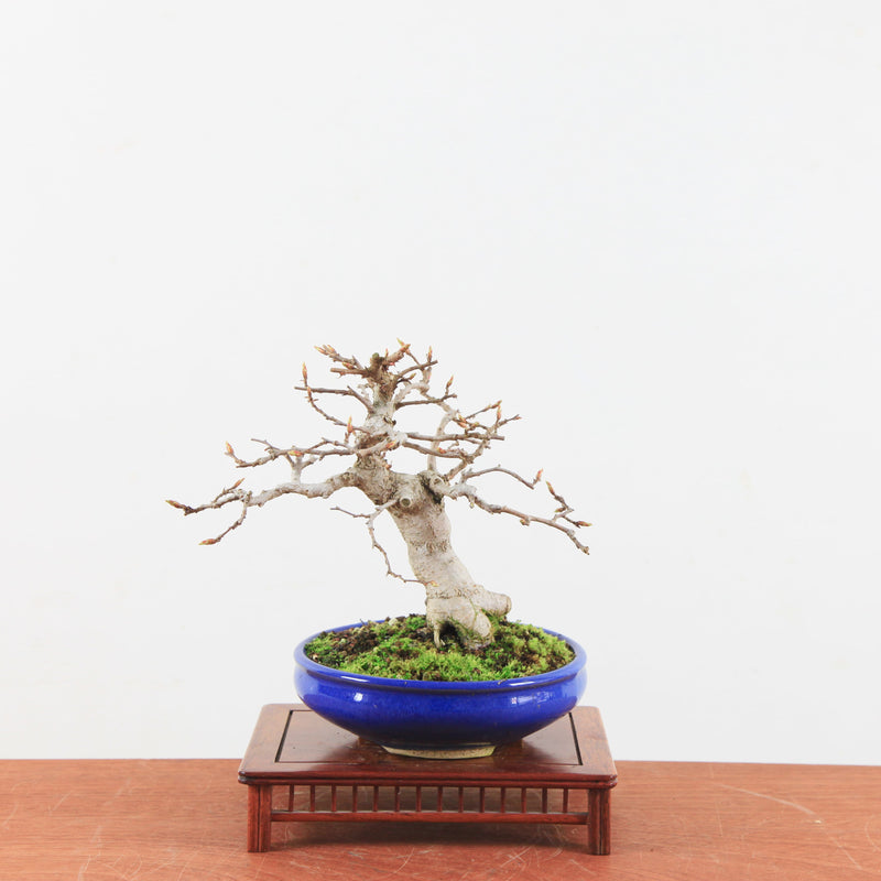 Bonsai Carpinus Coreana