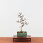 Bonsai Carpinus 'Turczaninowii'