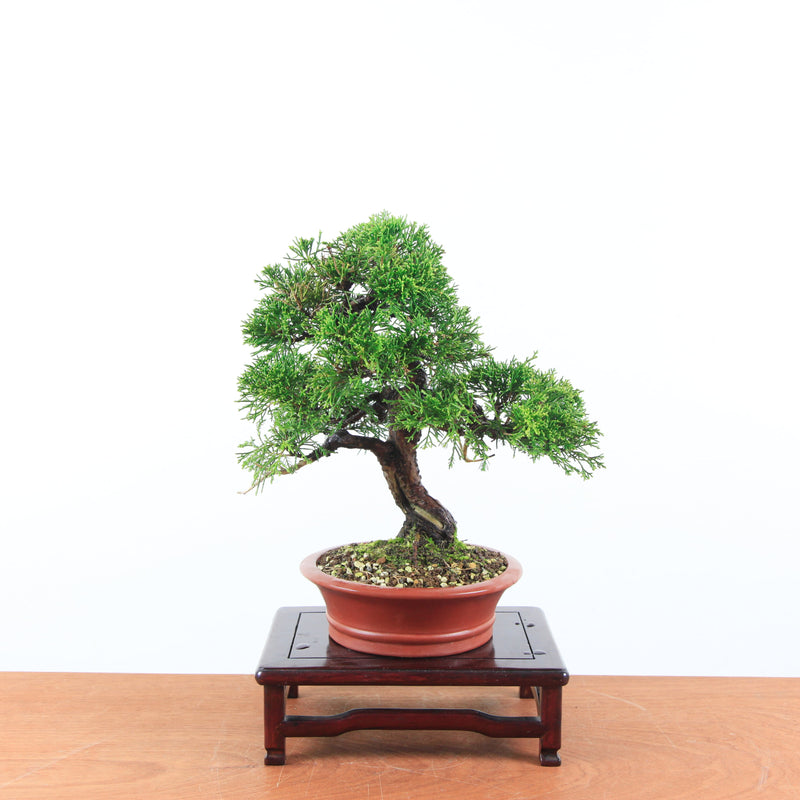 Bonsai Juniperus Chinensis 'itoigawa'