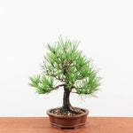 Bonsai Pinus thunbergii 'Zwarte den’