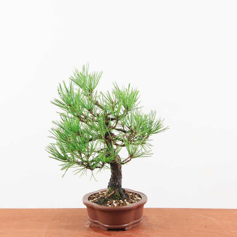 Bonsai Pinus thunbergii 'Zwarte den’