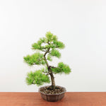Bonsai Pinus parviflora 'De Japanse witte den'