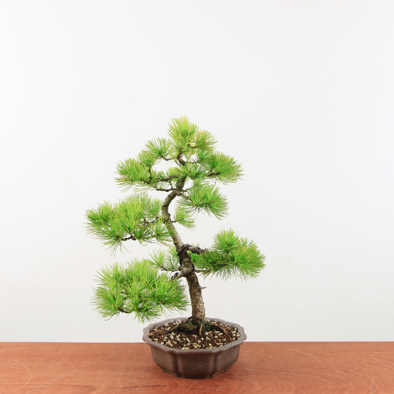 Bonsai Pinus parviflora 'De Japanse witte den'