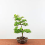 Bonsai Pinus parviflora 'De Japanse witte den'