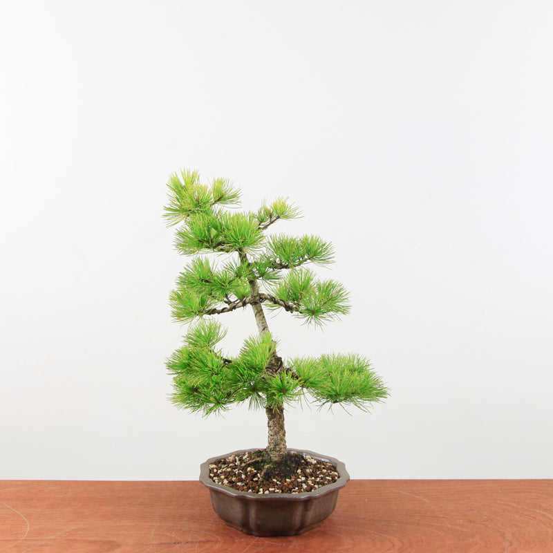 Bonsai Pinus parviflora 'De Japanse witte den'