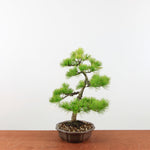 Bonsai Pinus parviflora 'De Japanse witte den'