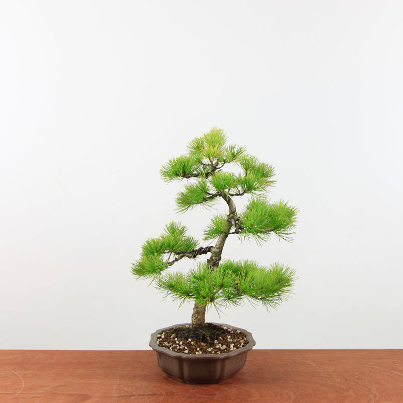 Bonsai Pinus parviflora 'De Japanse witte den'