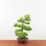 Bonsai Pinus parviflora 'De Japanse witte den'