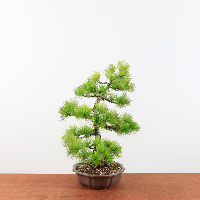 Bonsai Pinus parviflora 'De Japanse witte den'
