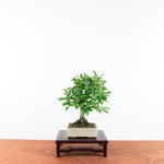 Bonsai Pyracantha