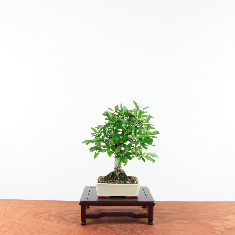 Bonsai Pyracantha