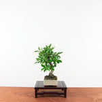 Bonsai Pyracantha