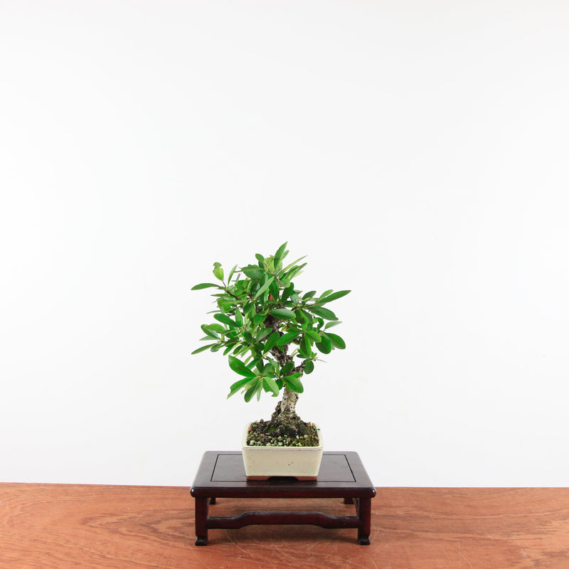 Bonsai Pyracantha