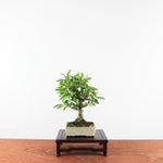 Bonsai Pyracantha
