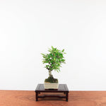 Bonsai Pyracantha