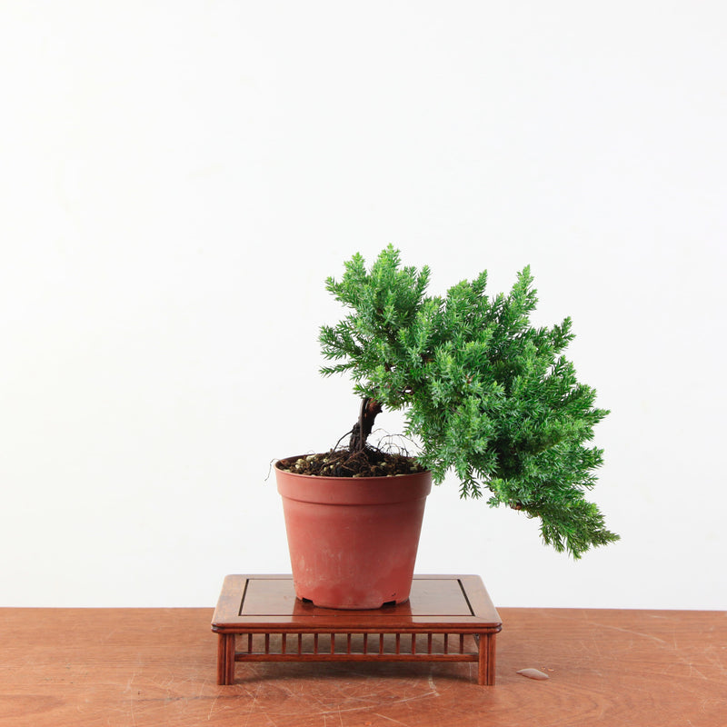 Bonsai Juniperus Procumbens