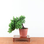 Bonsai Juniperus Procumbens