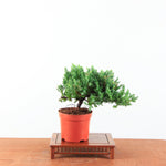 Bonsai Juniperus Procumbens