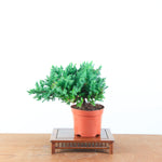 Bonsai Juniperus Procumbens