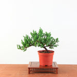 Bonsai Juniperus Procumbens