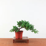 Bonsai Juniperus Procumbens