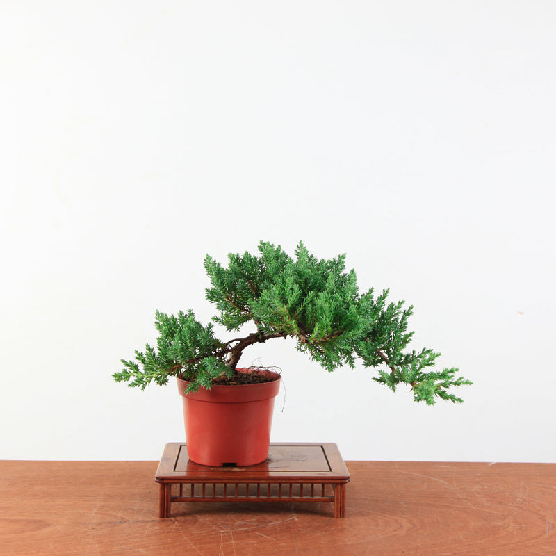Bonsai Juniperus Procumbens