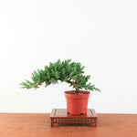 Bonsai Juniperus Procumbens