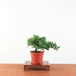 Bonsai Juniperus Procumbens