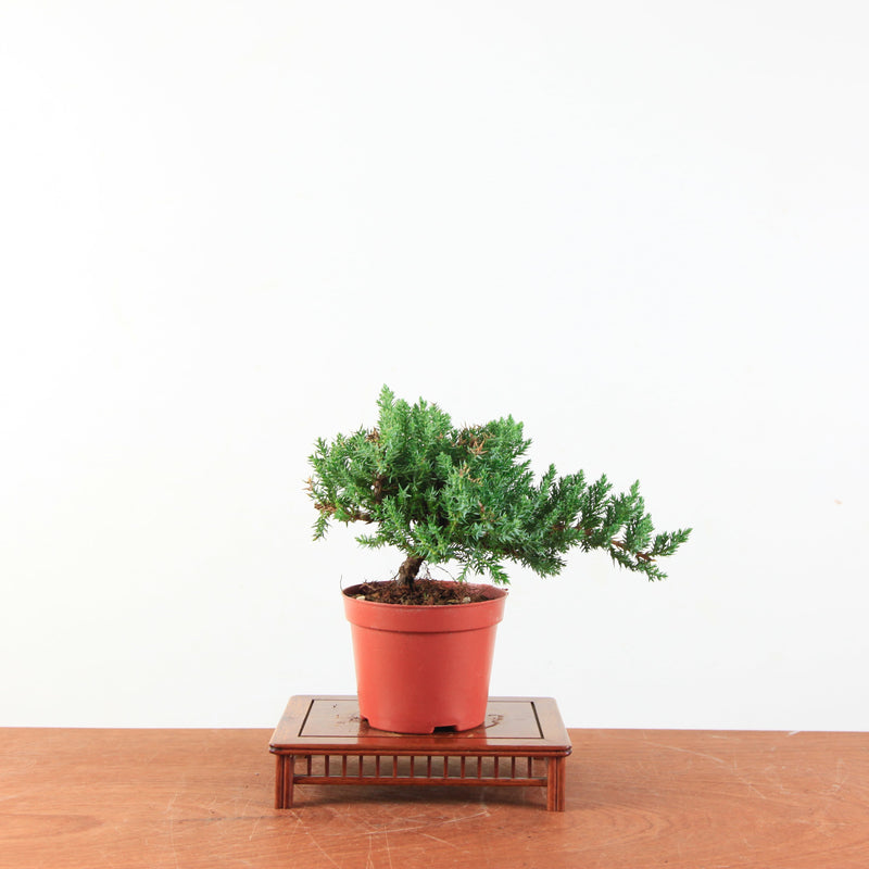 Bonsai Juniperus Procumbens