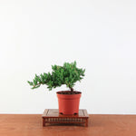 Bonsai Juniperus Procumbens