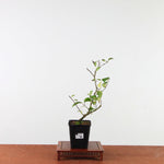 Ilex serrata